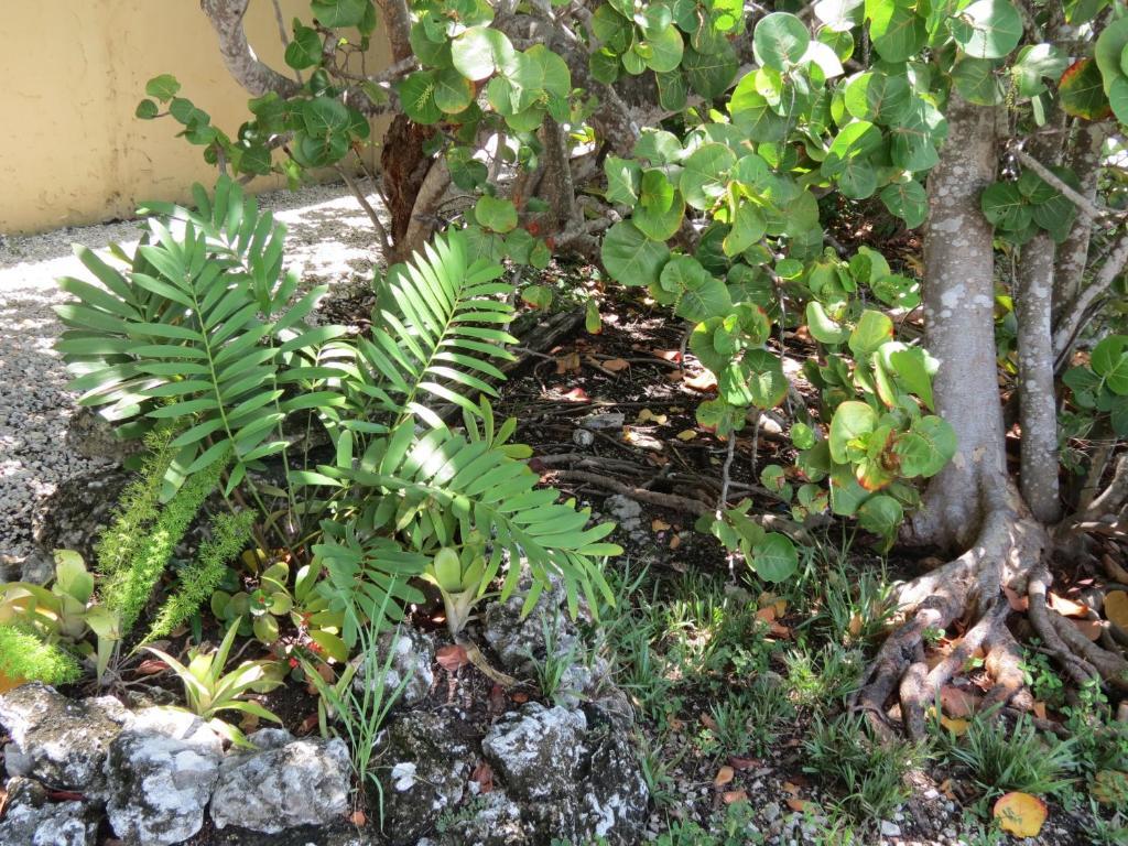 Ed & Ellen'S Lodgings Key Largo Motel Esterno foto